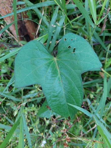 Ipomoea batatas