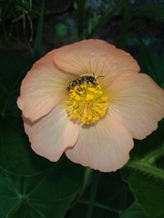 Callianthe pauciflora