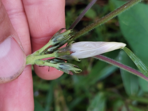 Ipomoea batatas