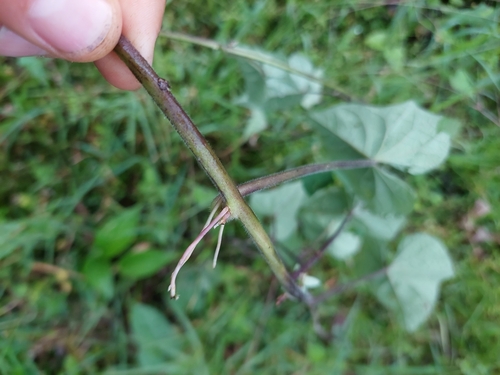 Ipomoea batatas