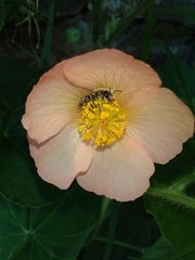 Callianthe pauciflora