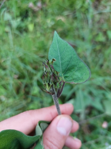 Ipomoea batatas