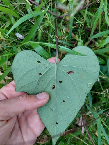 Ipomoea batatas