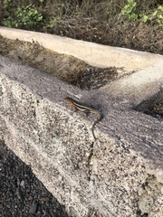 Microlophus albemarlensis