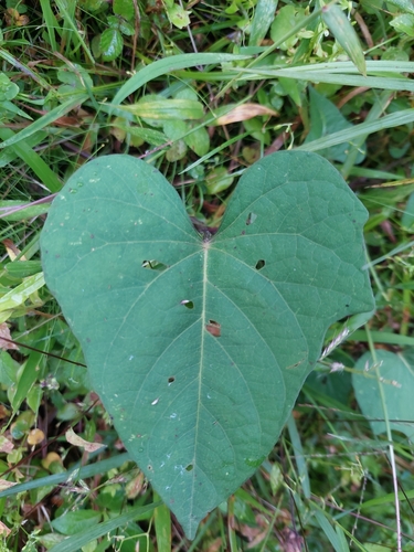 Ipomoea batatas