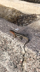 Microlophus albemarlensis