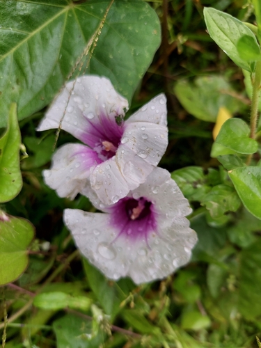Ipomoea batatas