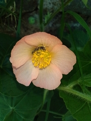 Callianthe pauciflora