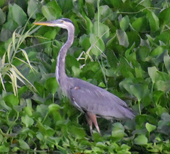 Ardea herodias