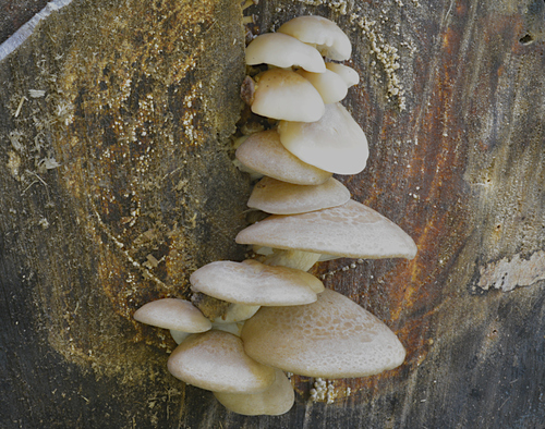 Hypsizygus marmoreus