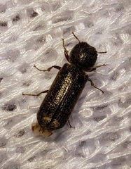 Bostrichidae