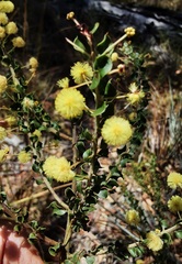 Acacia clandullensis
