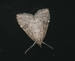 Udea prunalis