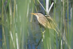 Ixobrychus involucris