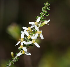 Olearia algida