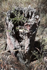 Acacia clandullensis