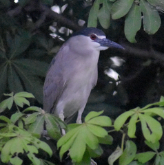 Nycticorax nycticorax