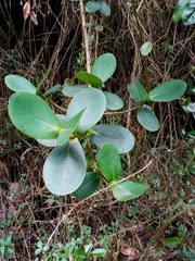 Clusia multiflora