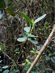 Clusia multiflora