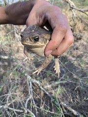 Rhinella horribilis