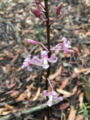 Dipodium pardalinum