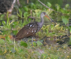 Aramus guarauna