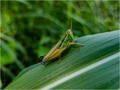 Caryanda spuria