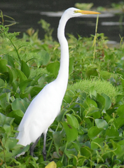 Ardea alba