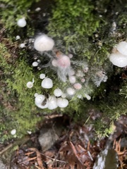 Spinellus fusiger