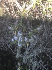 Veronica parviflora