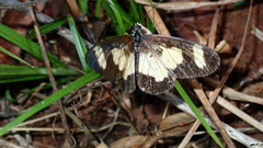 Acraea cabira