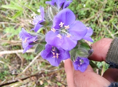 Hydrolea spinosa