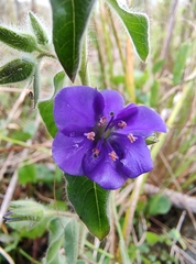 Hydrolea spinosa