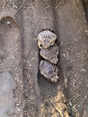 Rhinella horribilis
