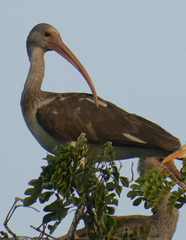 Eudocimus albus