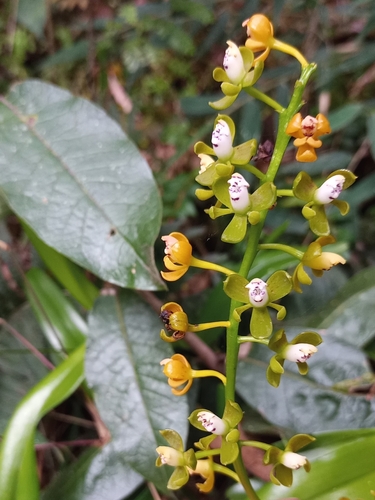 Epidendrum sarcodes Lindl.