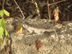 Sceloporus melanorhinus