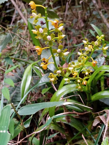 Epidendrum sarcodes Lindl. 2