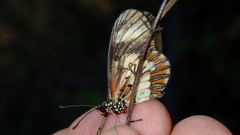 Acraea cabira