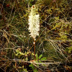 Sanguisorba canadensis