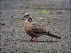 Streptopelia chinensis