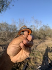 Coniophanes imperialis