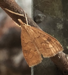 Udea profundalis