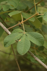 Vitex panshiniana