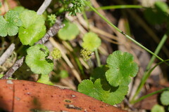 Hydrocotyle algida