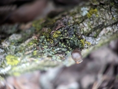 Phaeophyscia pusilloides