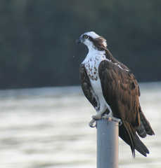 Pandion haliaetus