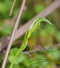 Pterostylis monticola