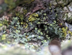 Phaeophyscia pusilloides