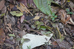 Fittonia albivenis